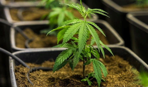 Cannabis Pflanze in der Vorzucht