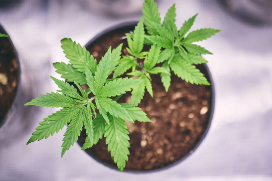 Blatt einer Cannabis Jungpflanze von oben