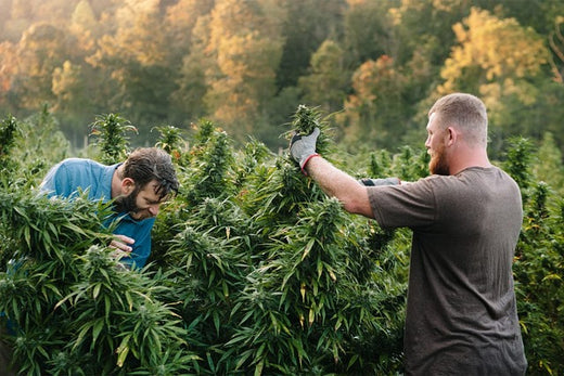 Mehrere Ernten pro Jahr: So bekommst du eine maximale Ernte deiner Cannabis-Pflanzen