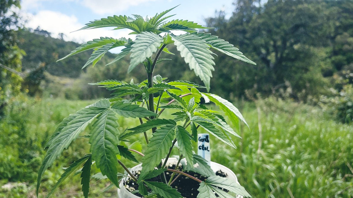 Junge Cannabispflanze im Topf auf einer Wiese