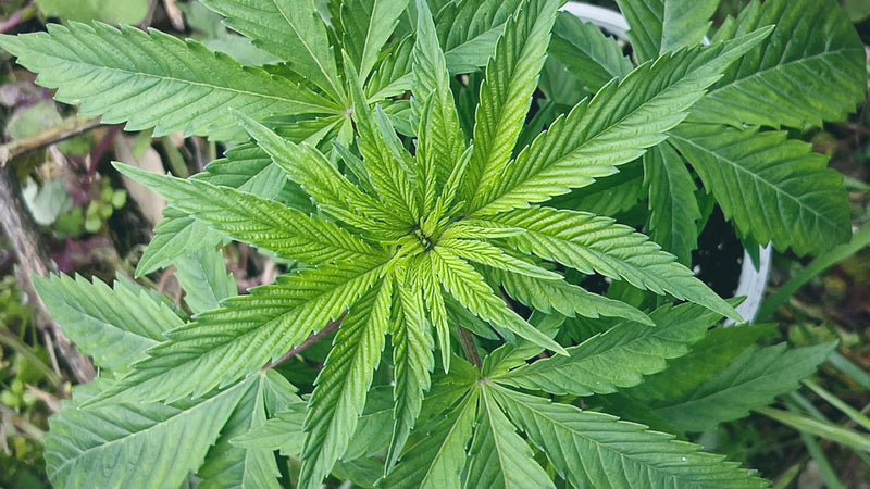 Cannabis Wachstumsphase & Blüte: Anleitung für kräftige Pflanzen und reiche Ernte