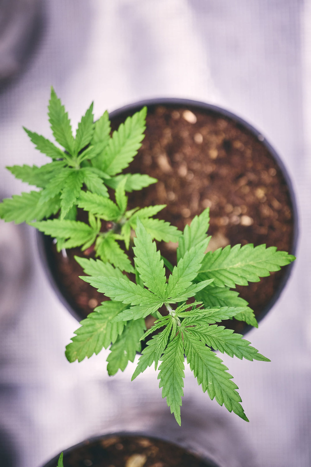 Cannabissamen vorziehen: Unser Leitfaden