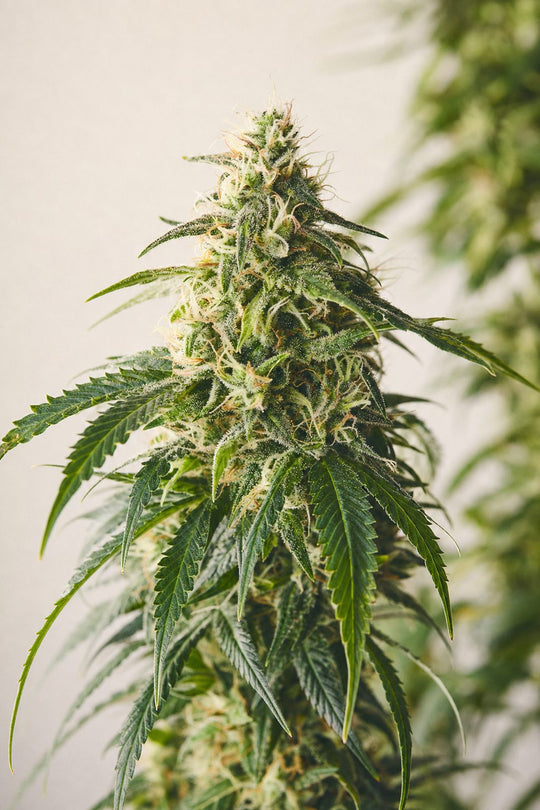 Amnesia Haze – Blütenstand