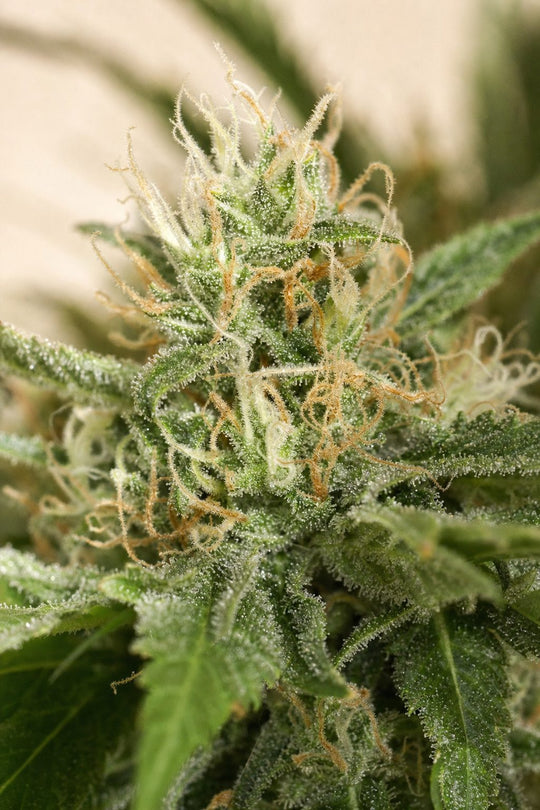 Amnesia Haze – Blüte aus der Nähe
