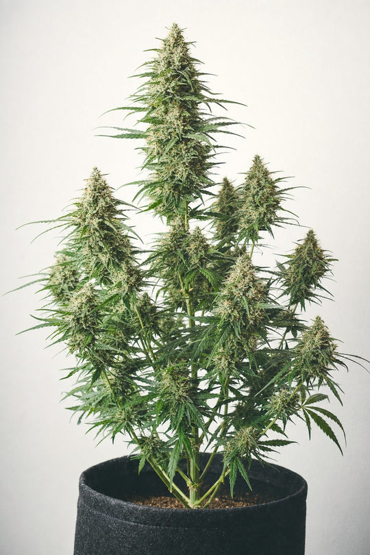 Amnesia Haze – Pflanze im Stofftopf