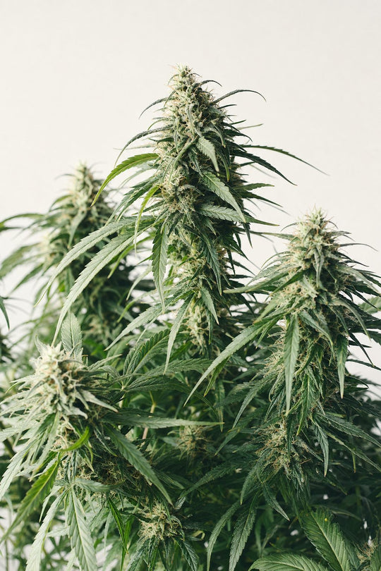 Amnesia Haze – Triebe in der Blüte