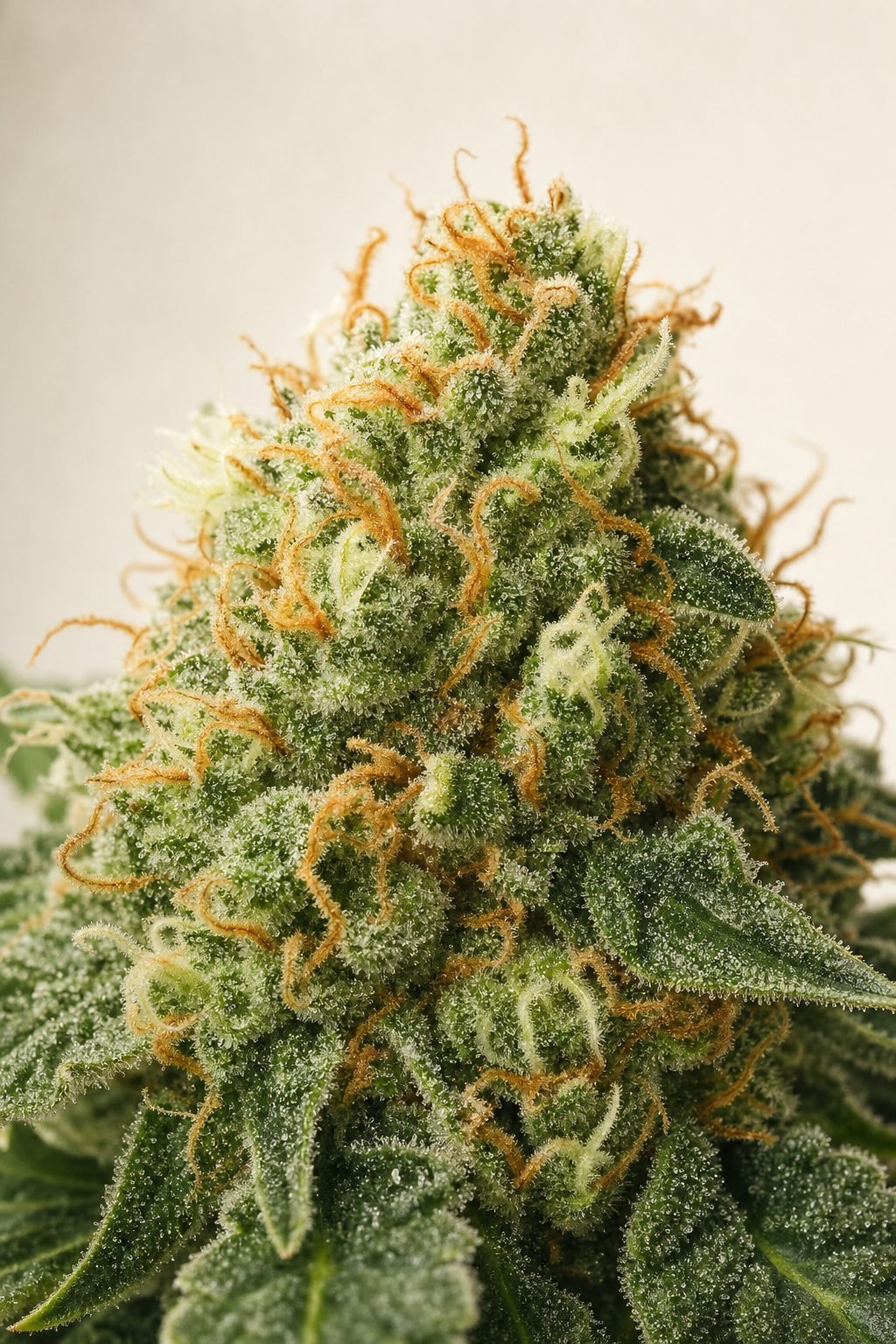 Critical Auto – Blüte aus der Nähe