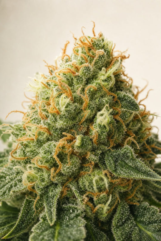 Critical Auto – Blüte aus der Nähe