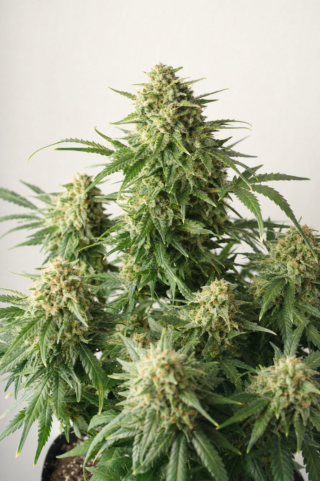 Critical Auto – Triebe in der Blüte