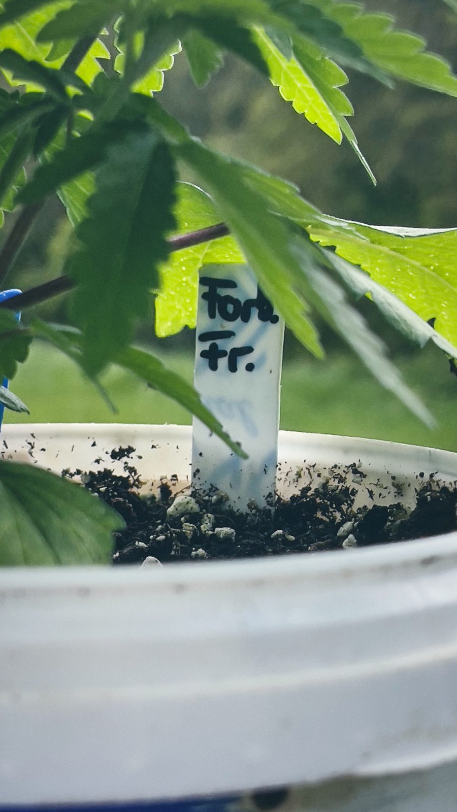 Forbidden Fruit aus unserem Anbau: junge Pflanze mit Sortenschild