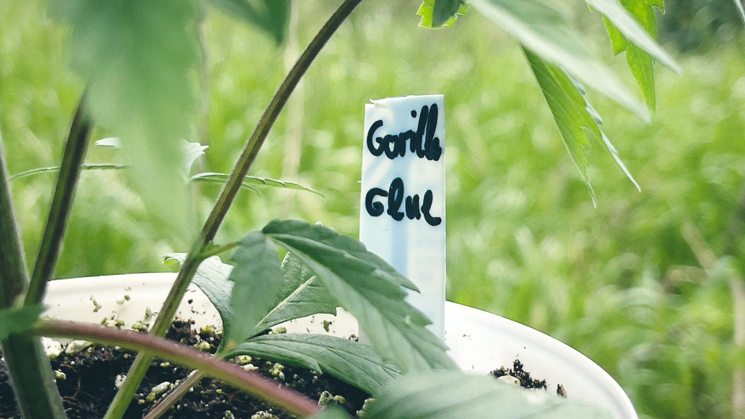 Gorilla Glue: junge Pflanze mit Sortenschild im Freiland