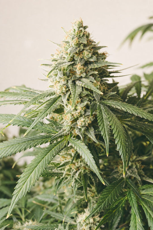 Gorilla Glue – Blütenstand