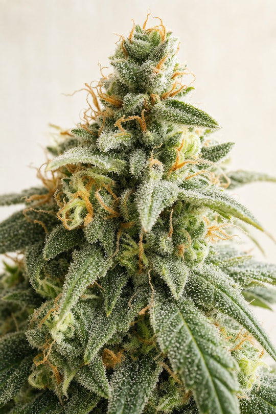 Gorilla Glue – Blüte aus der Nähe
