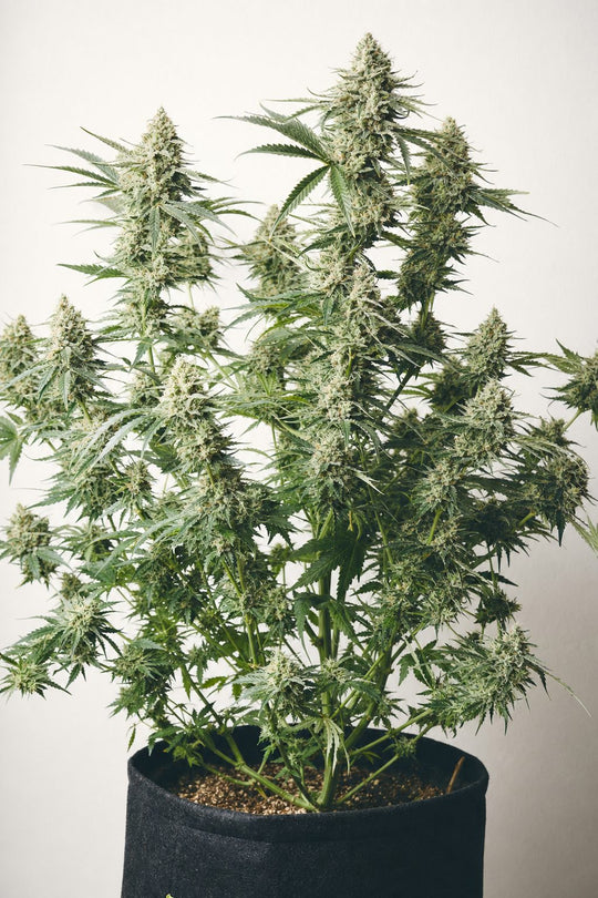 Gorilla Glue – Pflanze im Stofftopf