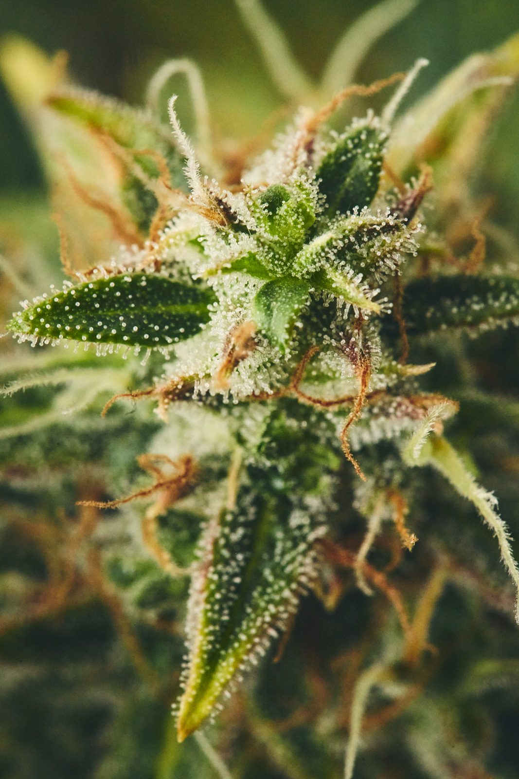 Jack Herer: Blüte in der Nahaufnahme