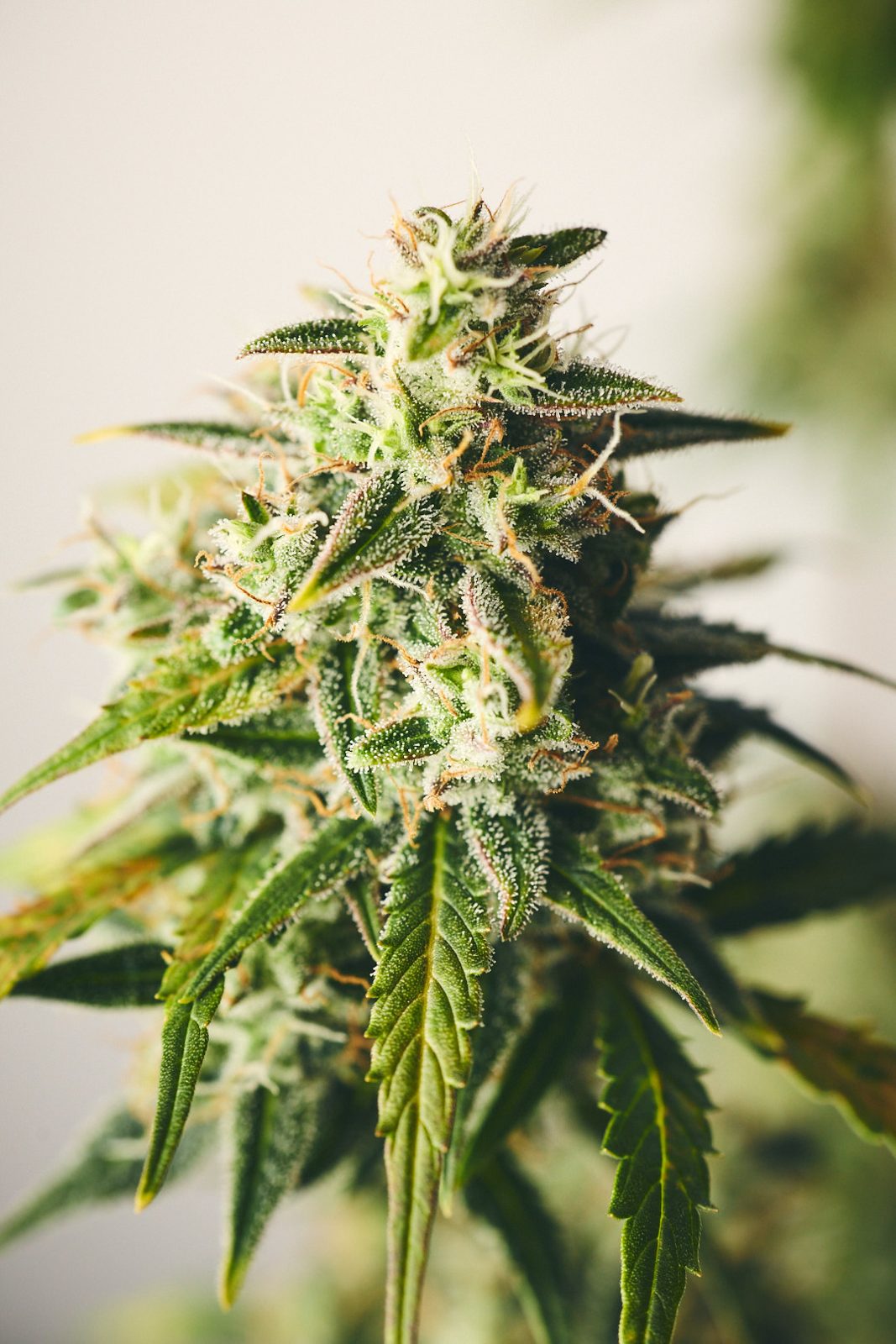 Jack Herer: Blütenstand kurz vor der Ernte
