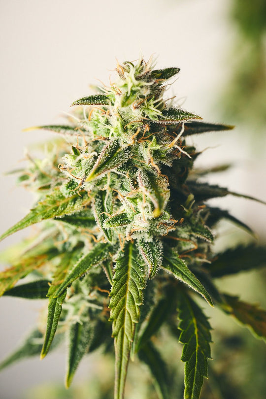Jack Herer: Blütenstand kurz vor der Ernte