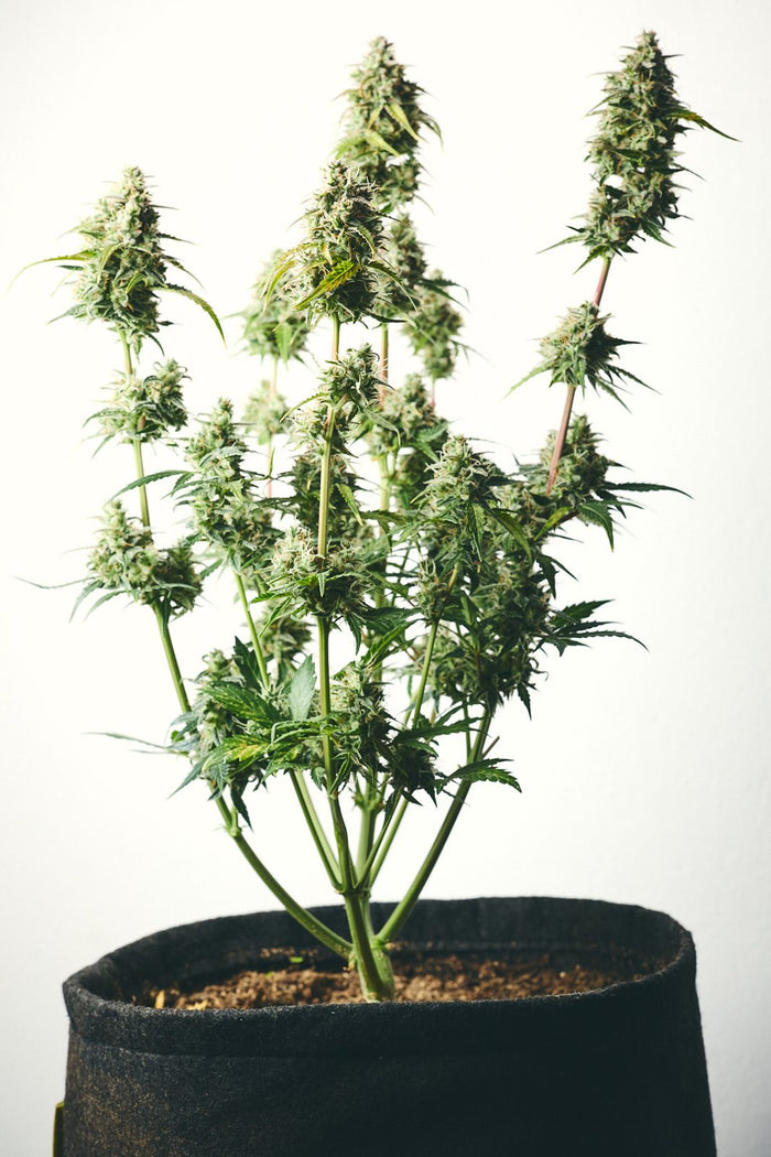 Jack Herer aus unserem Anbau: ganze Pflanze im Stofftopf, Ende der Blüte
