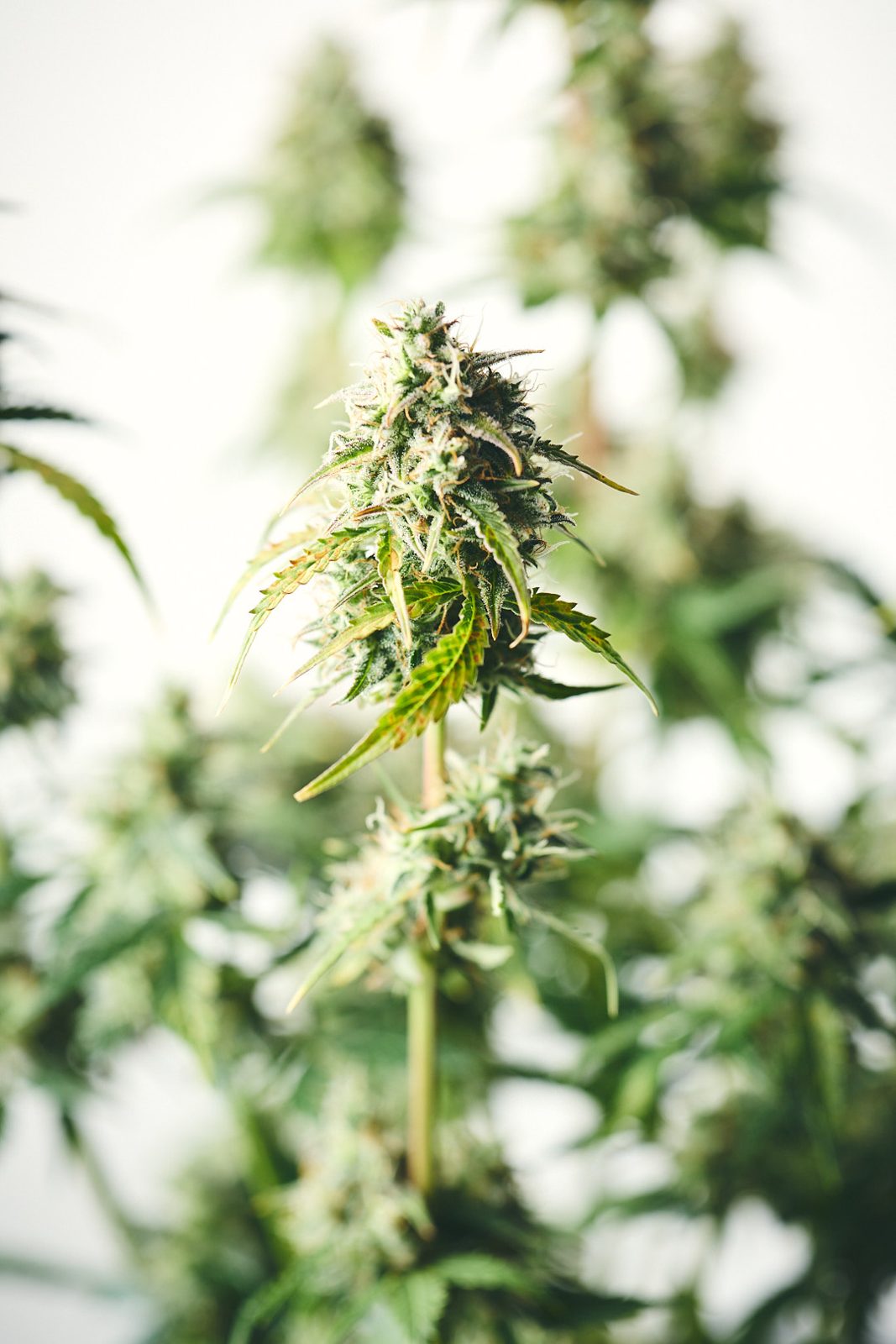 Jack Herer: Triebspitzen in der Blüte