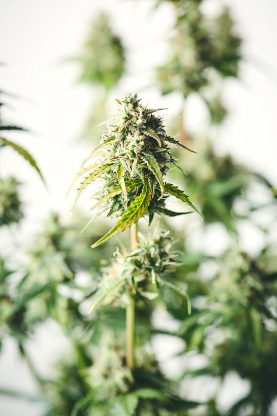 Jack Herer: Triebspitzen in der Blüte