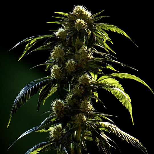 Blüte der Cannabis Pflanze Watermelon vor schwarzen Hintergrund