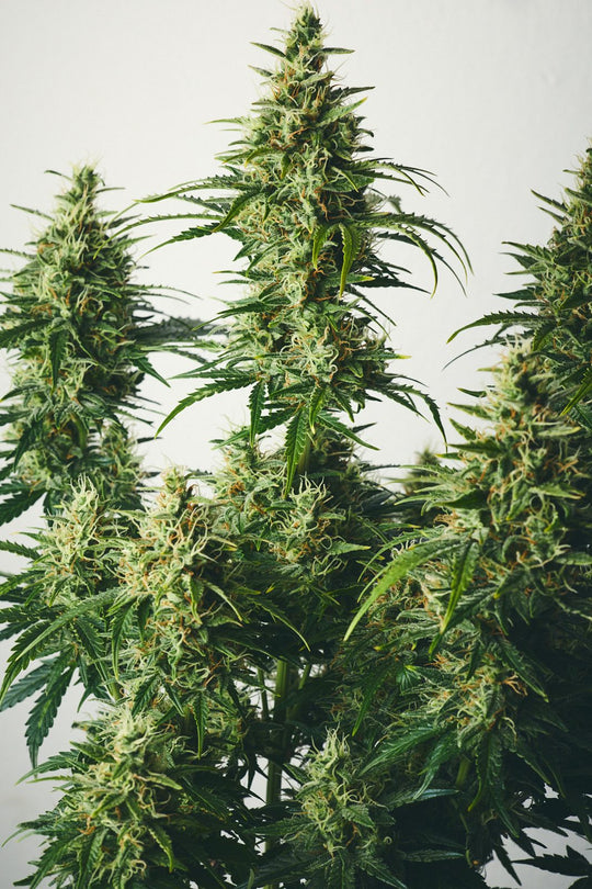 Skunk: Triebspitzen in der Blüte