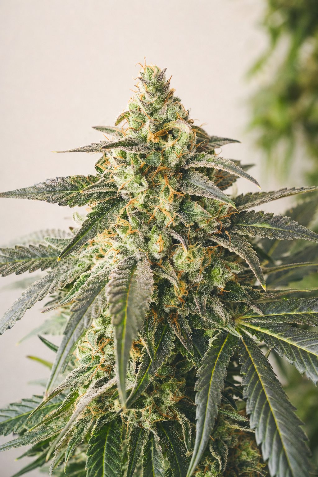 Tropicana Cookies – Blütenstand