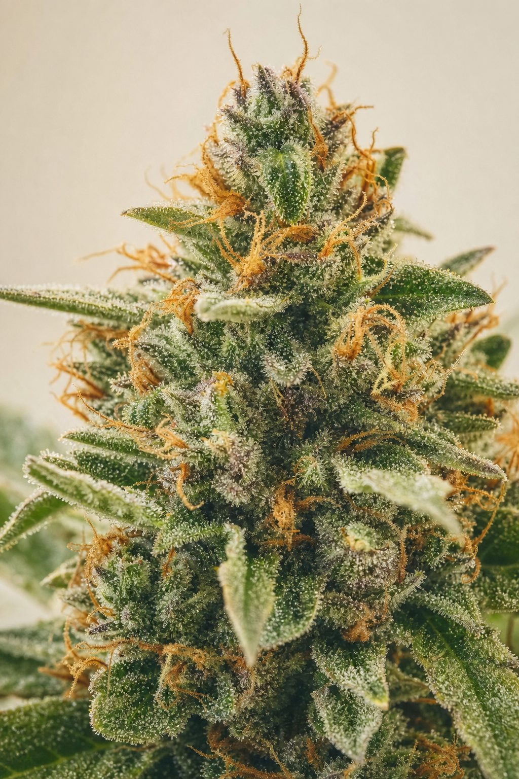 Tropicana Cookies – Blüte aus der Nähe