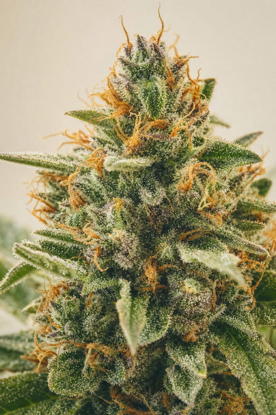 Tropicana Cookies – Blüte aus der Nähe